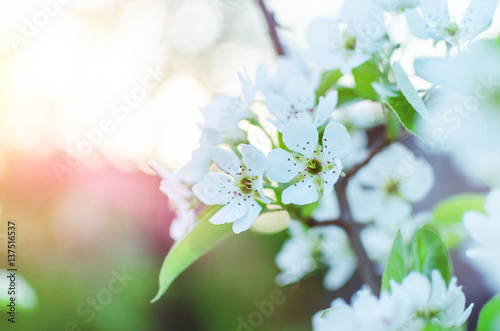 Spring blossom of the tree