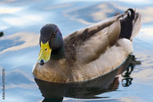 Swiming Mallard