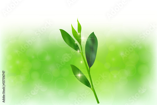 お茶　緑　葉　背景