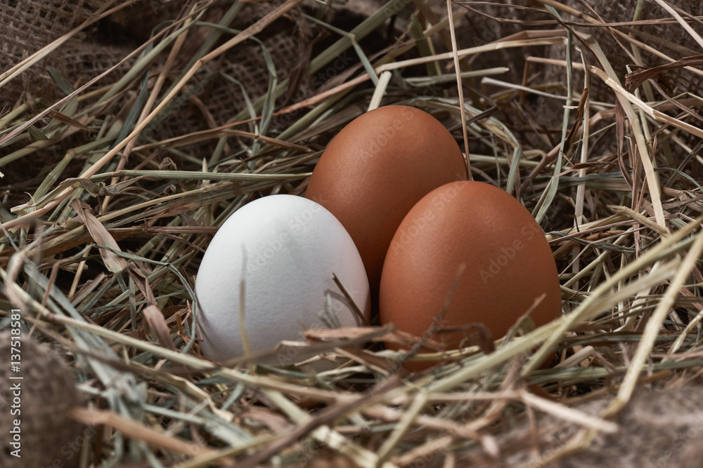 Ecological natural fresh eggs in bird nest born Ecological natural fresh eggs in bird nest born