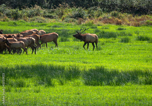 Fototapeta Naklejka Na Ścianę i Meble -  Elk in lush green field