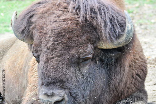 Bisonte americano (bison bison) in un parco zoologico photo