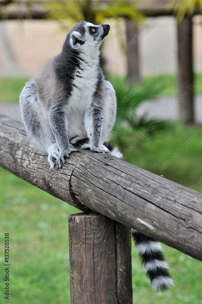 Fototapeta premium Lemure dalla coda ad anelli (Lemur catta) in un parco zoologico