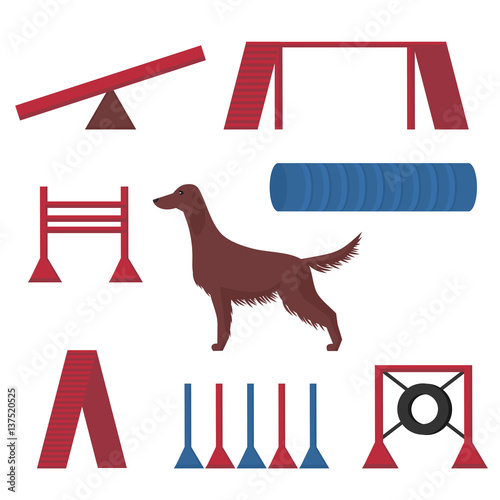 Irish setter in a dog show, competition items hoop, tunnel and pipes.