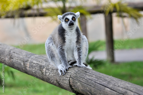 Fototapeta Naklejka Na Ścianę i Meble -  Lemure dalla coda ad anelli (Lemur catta) in un parco zoologico