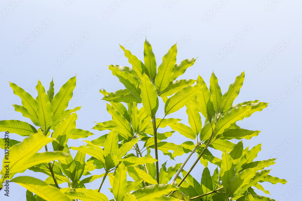 Obraz premium Leaves of mango tree in spring on white background,abstract leaf