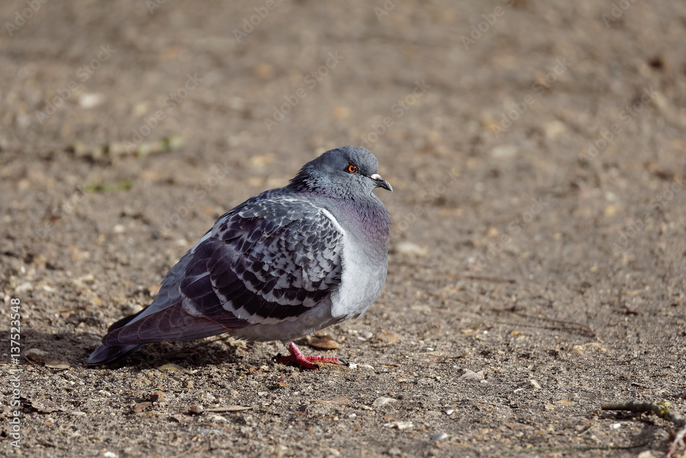 Obraz premium un pigeon au sol dans le froid de l'hiver