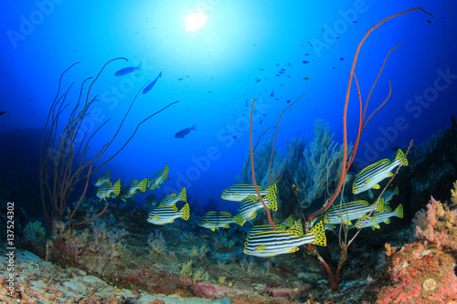 Fototapeta Naklejka Na Ścianę i Meble -  Underwater ocean reef with tropical fish