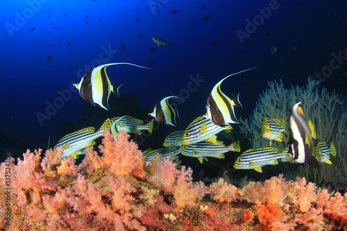 Underwater ocean reef with tropical fish