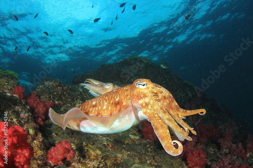 Pharaoh Cuttlefish pair photo
