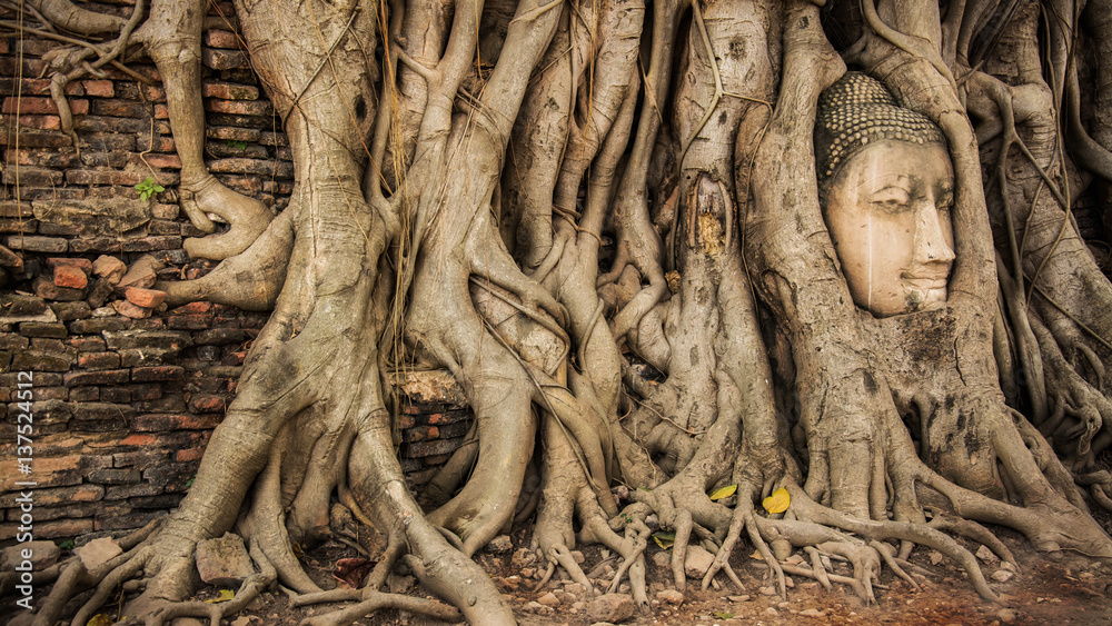 Buddha Head Tree Wat Maha That (Ayutthaya). buddha statue trapped in Bodhi Tree roots. Ayutthaya historical park Buddha Head Tree Wat Maha That (Ayutthaya). buddha statue trapped in Bodhi Tree roots. Ayutthaya historical park