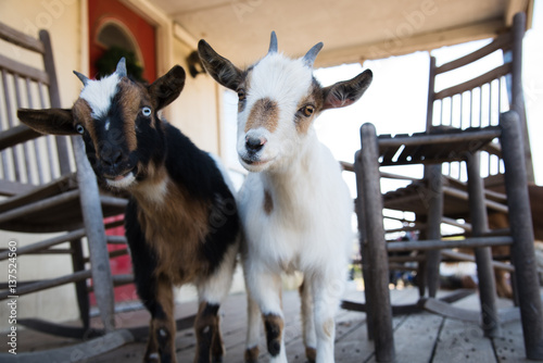 two little goats on the front porch
