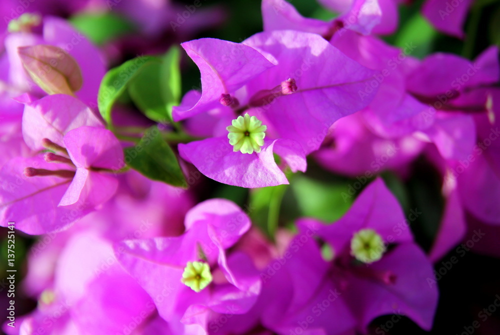 Travel to Bangkok, Thailand. The small pink and white flowers bougainvillea in a park.