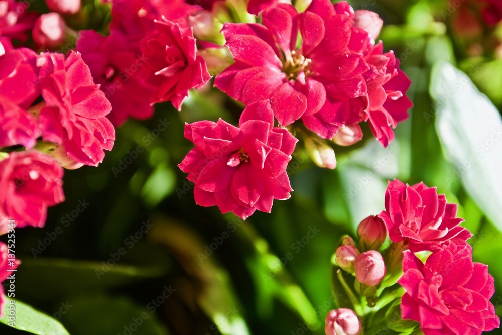 Red kalanchoe flower with green leafs Red kalanchoe flower with green leafs