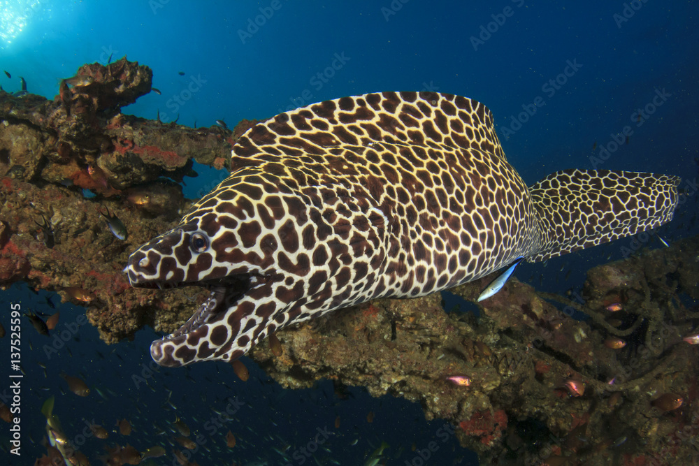 Honeycomb Moray Eel Honeycomb Moray Eel