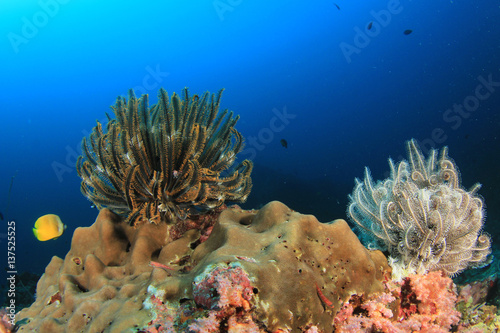 Coral reef and fish in underwater ocean