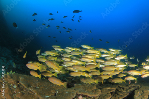 Snapper fish school underwater