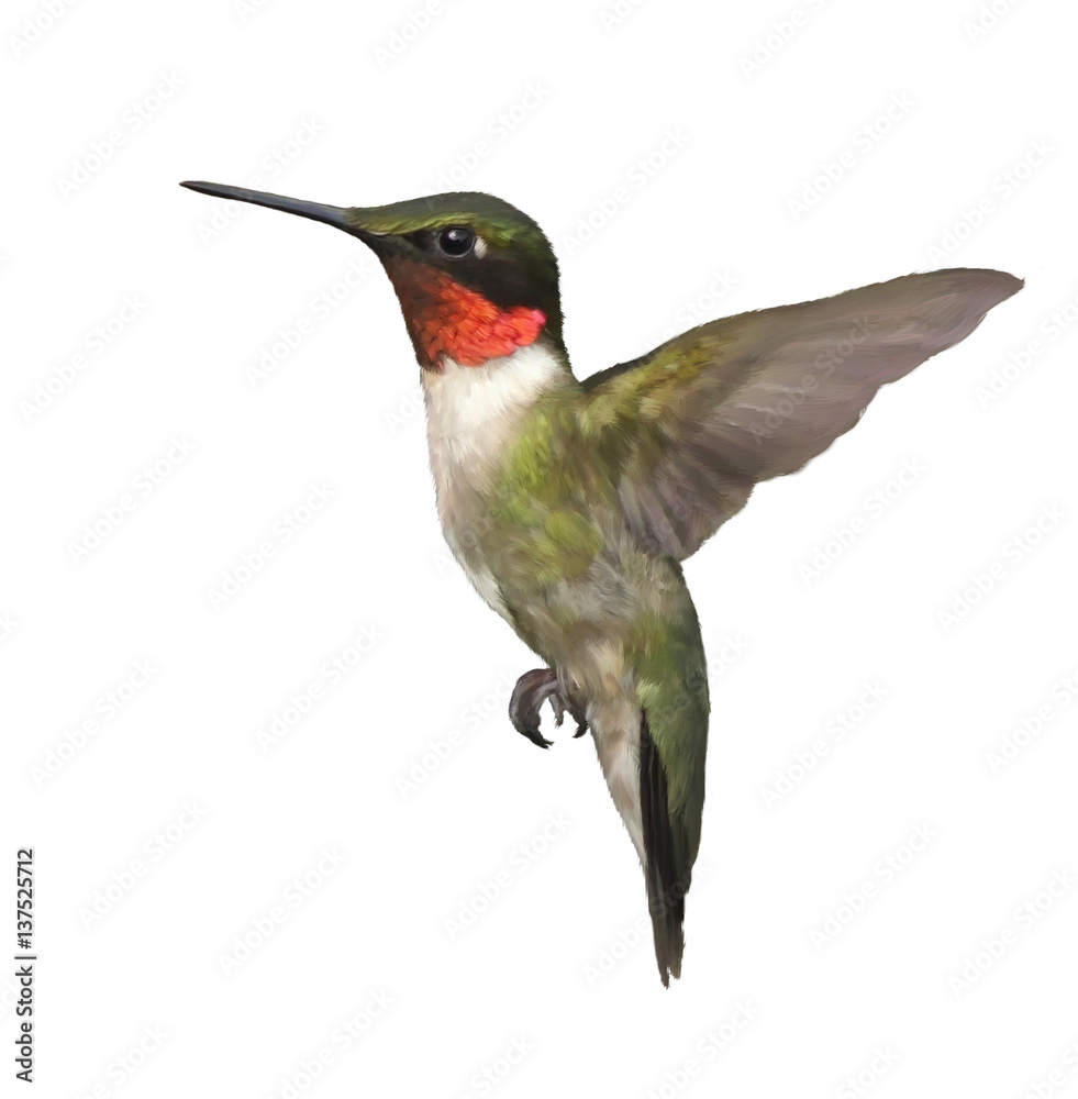Fototapeta premium Ruby Throated Hummingbird Watercolor