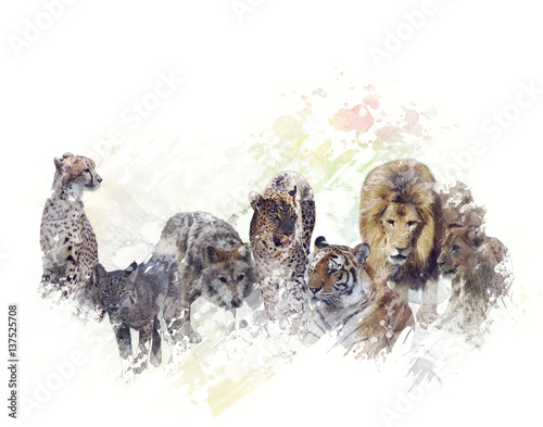 Photography Wild Animals Watercolor