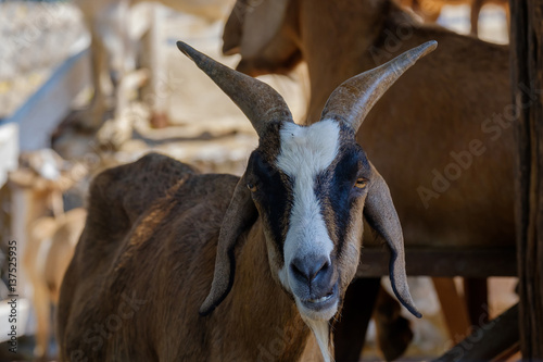 Portrait of goat.