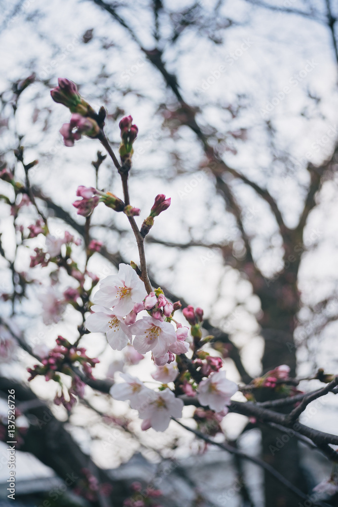 Branch of white Cherry Blossoms. Branch of white Cherry Blossoms.