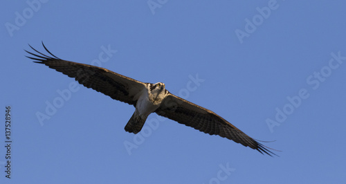 Osprey with his large wing span soaring in the sky