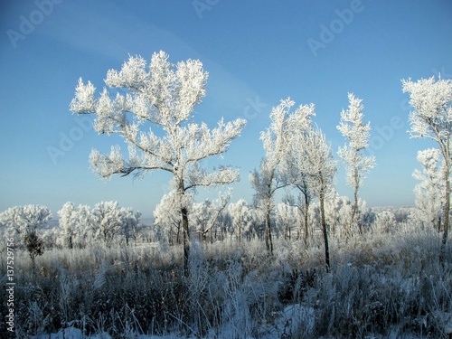 зимний лес в Амурской области Россия
