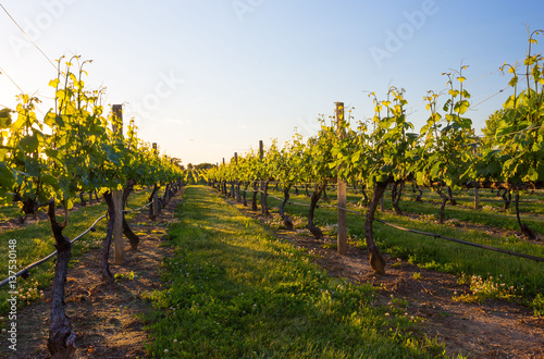 Grape Vineyard