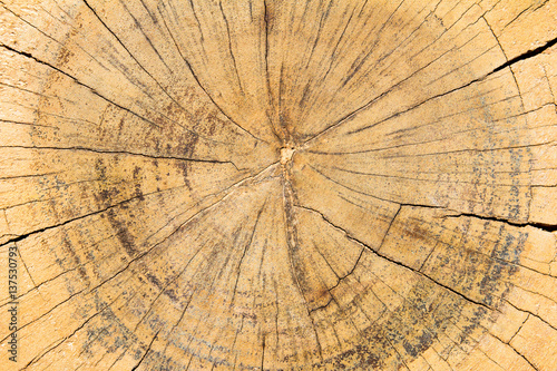 Yellow brown color tree ring background