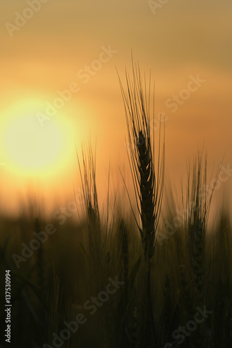 Wheat Stem Silhouette