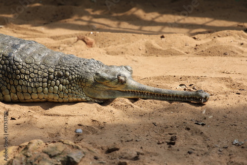 Critically Endangered Long Jaw Crocodile, Gharial-Gavialis gangeticus