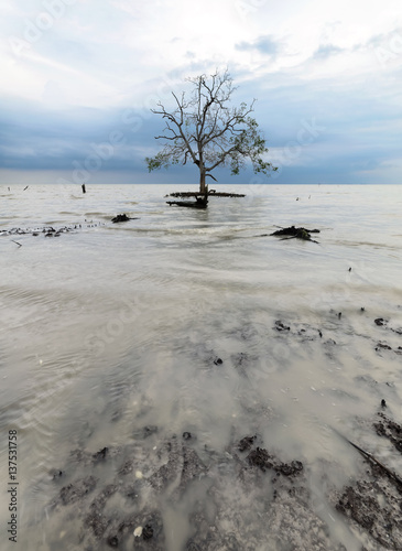 A mangroves tree at the beach during windy cloudy day