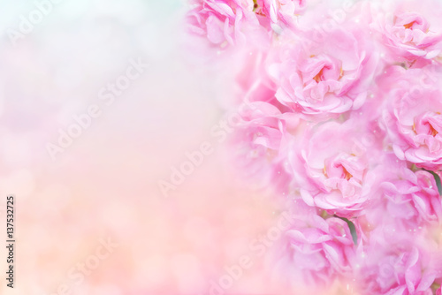  soft pink roses flower in vintage color background for valentine or wedding card 