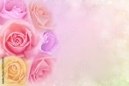 beautiful roses flower in soft color filters  background for valentine or wedding card 