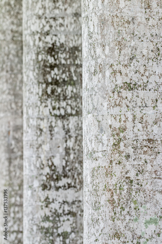 Abstract texture of the trunk of palm tree.