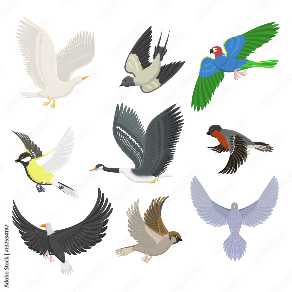 Set of different flying birds vector illustration. Set of different flying birds vector illustration.