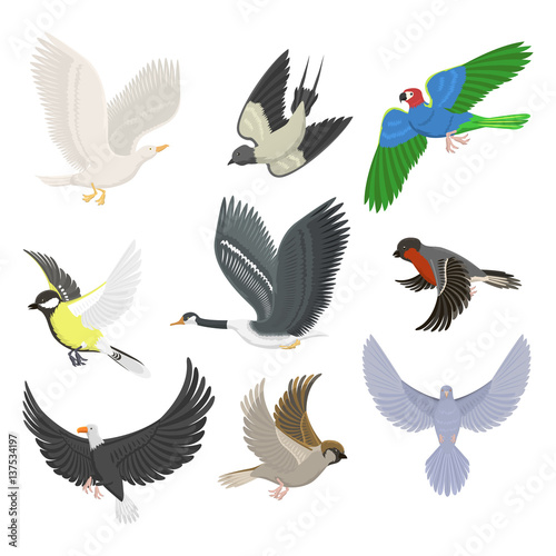 Set of different flying birds vector illustration. © Vectorwonderland