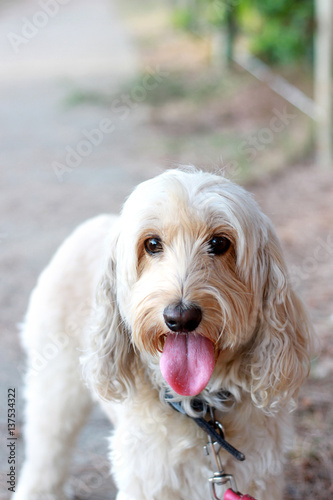 Spoodle Breed Dog Having a Walk On The Footpath Looking At Camera © Jodie