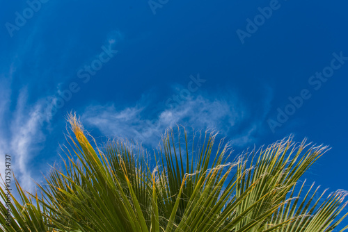 Wispy ends of a palm tree leafs in the wind