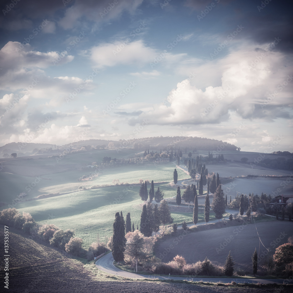 Naklejka premium Vintage Rural Landscape with Cypress