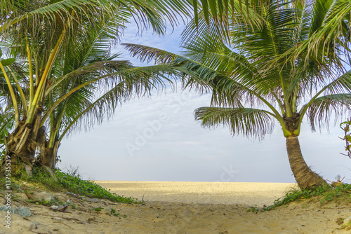 tropical beach with coconut palm tree