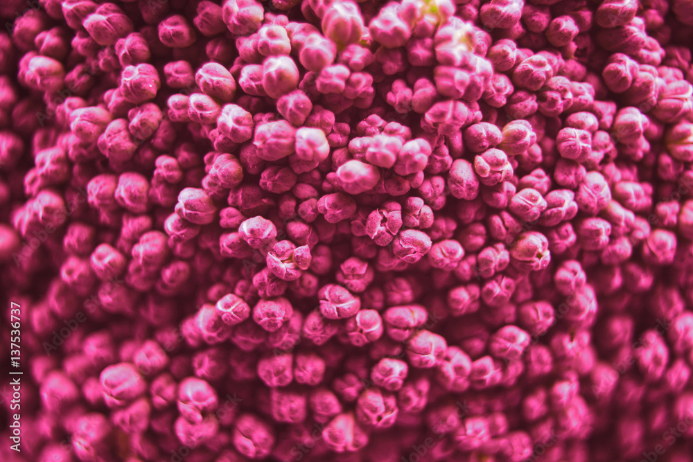 Fototapeta Pink flowers of broccoli