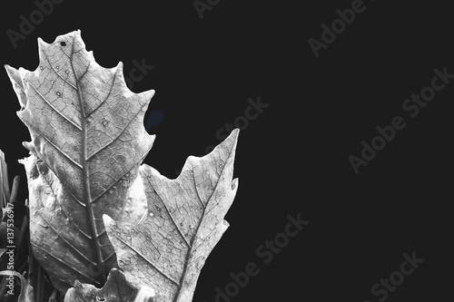 Beautiful Texture of Ferns dried leaves in Black and White.