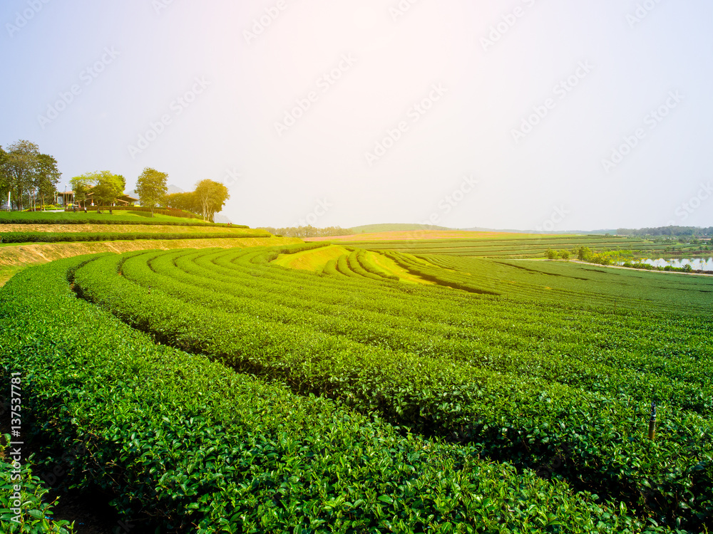 Tea Plantations with sun flare in Chieng rai Thailand, Tea field, Green field