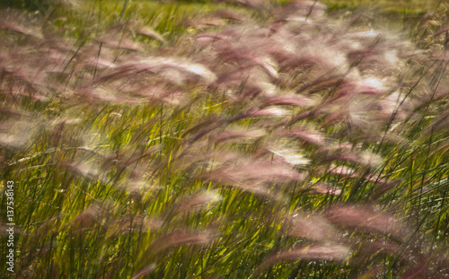 Wehendes Gras II © Hannes Keßler