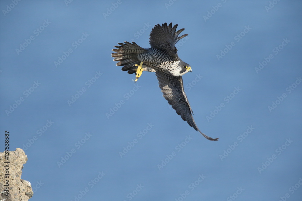 Obraz premium ハヤブサ,ハヤブサ目,ハヤブサ科,ハヤブサ属