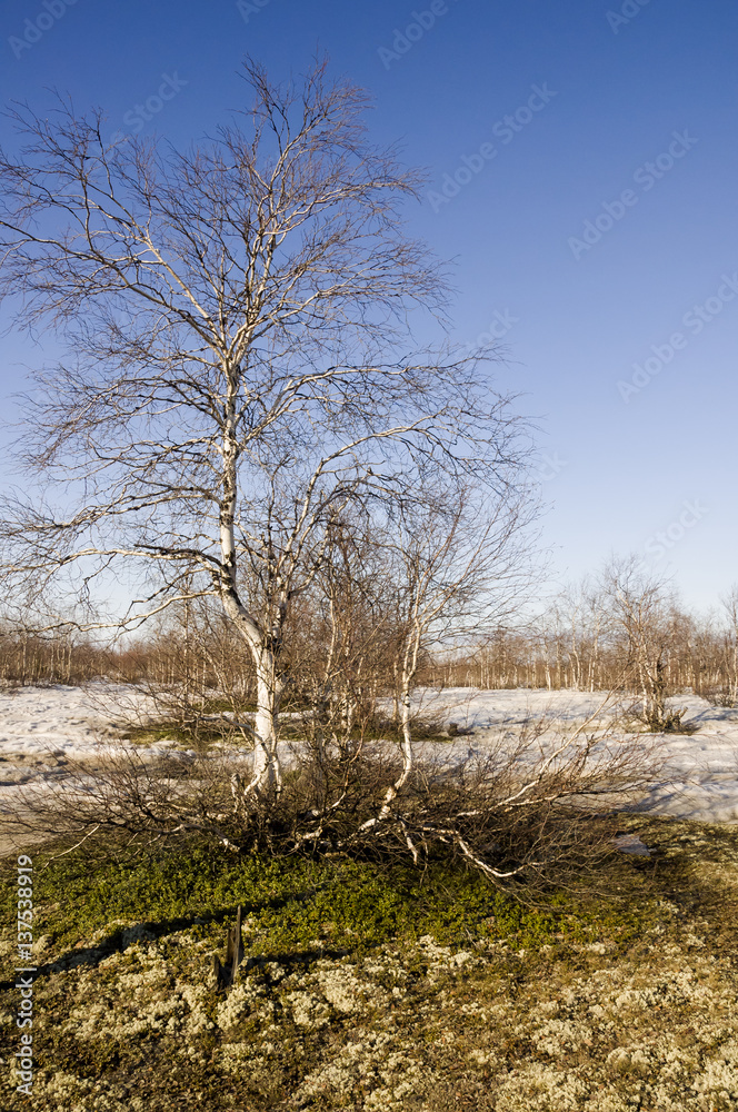 Naked birch trees and blue sky in the early spring. Snow in some places Naked birch trees and blue sky in the early spring. Snow in some places