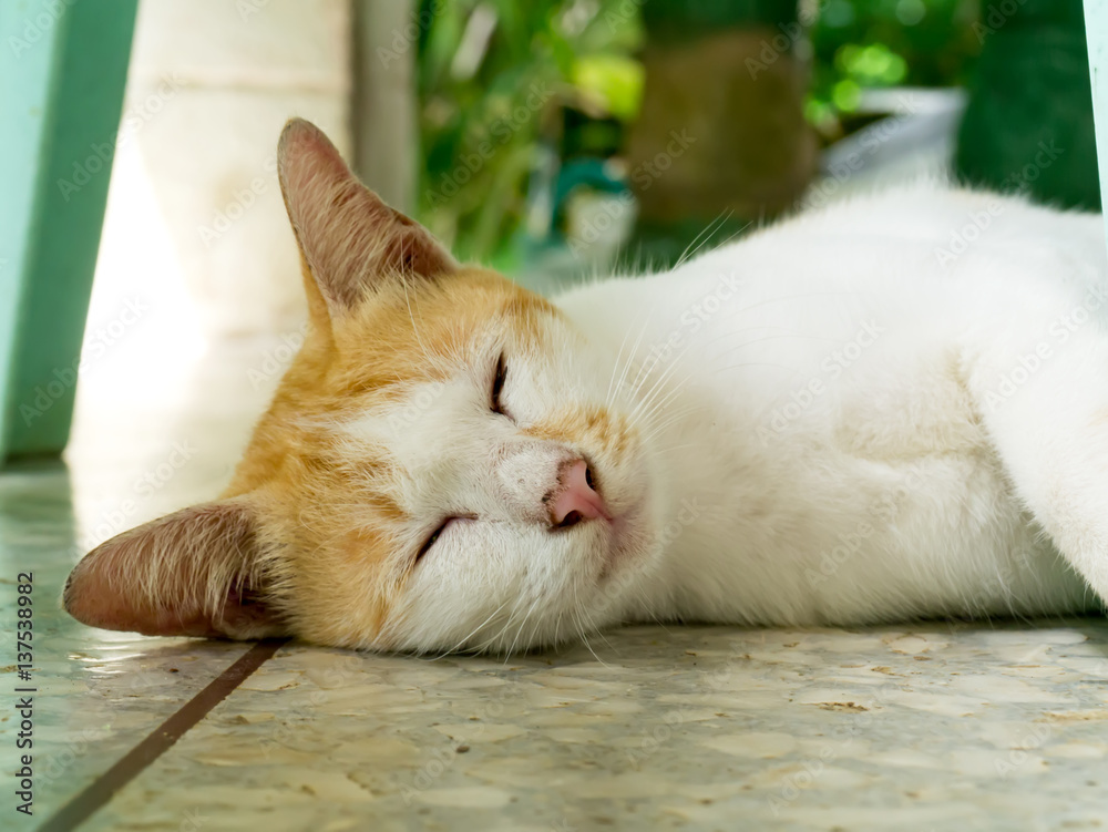 Obraz premium cat sleeping