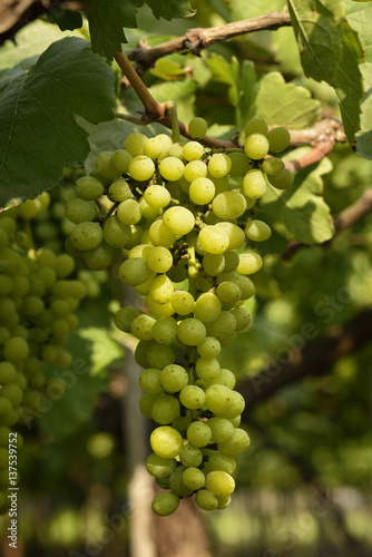 Cluster of Fresh Green Table Grapes