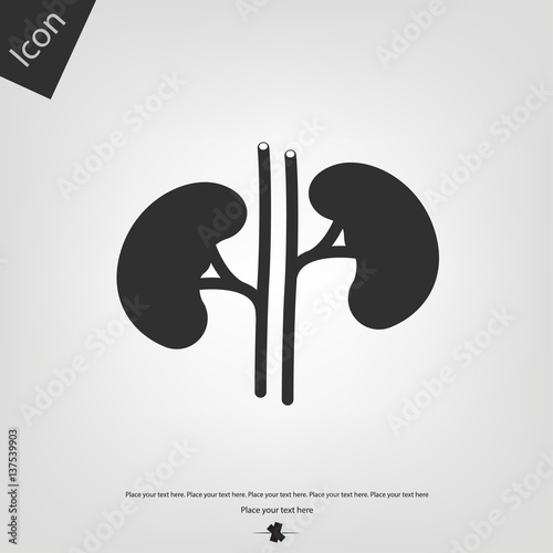 Kidney vector icon